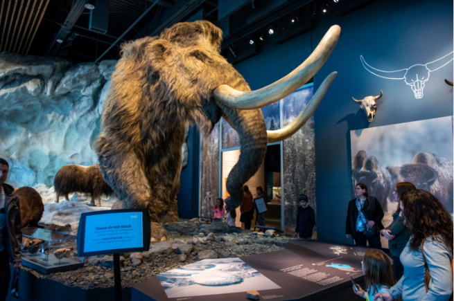 Mammoth exhibit at the Bell Museum with people around the display